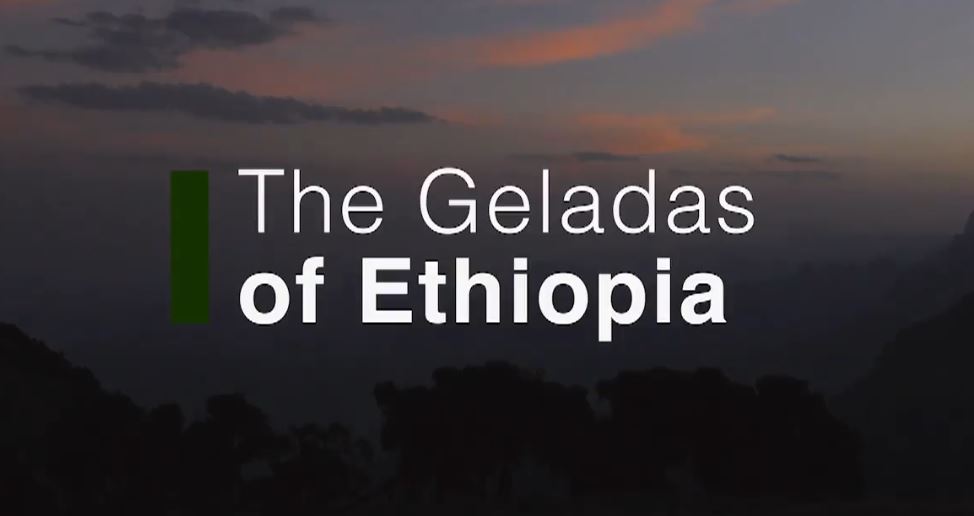 The Geladas of Ethiopia: Land of Primates Series.