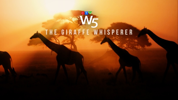 The Giraffe Whisperer - The Legacy of Biologist Anne Innis Dagg: W5.