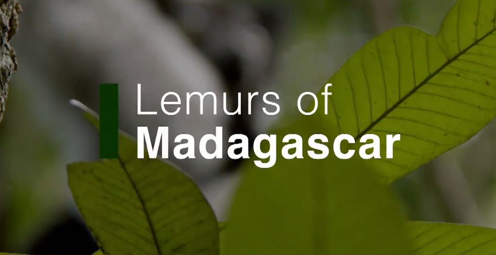 The Lemurs of Madagascar: Land of Primates Series.