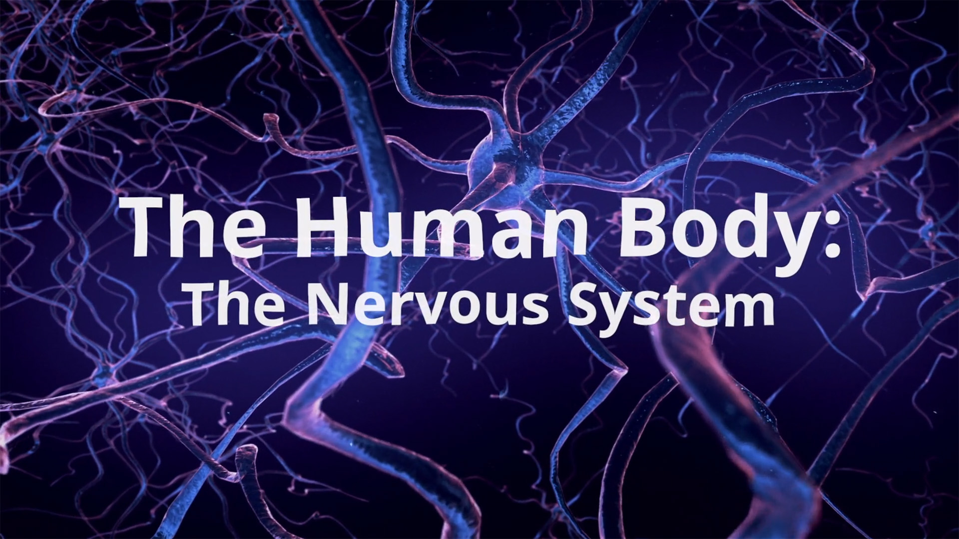 The nervous system