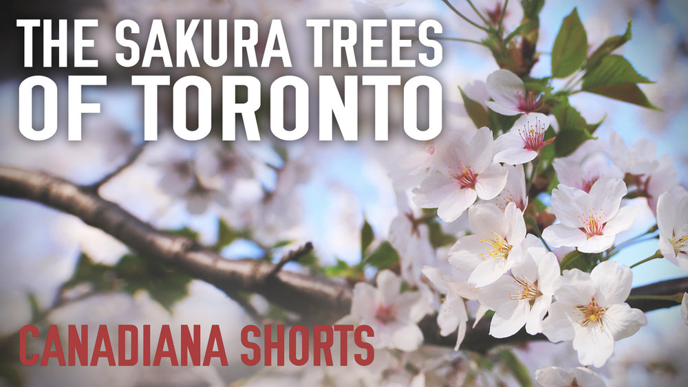 The Sakura Trees of Toronto: Canadiana Shorts.