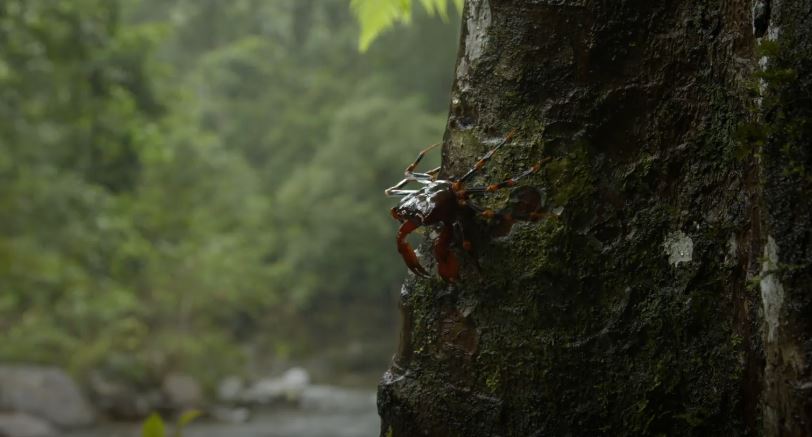 Web of Life: Island of the Monsoon Series.