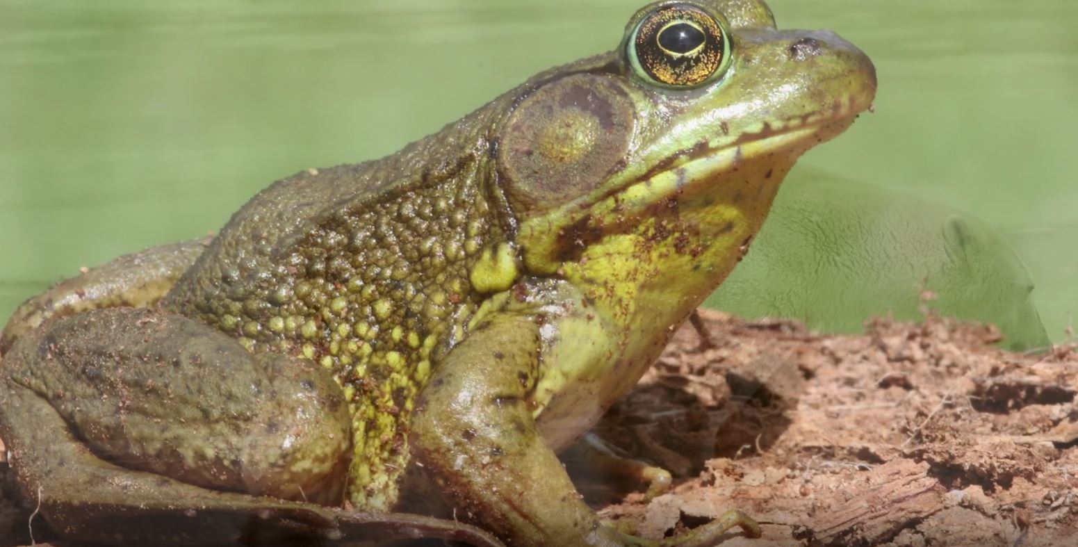 Wildlife: Canada's Natural Resources Series.