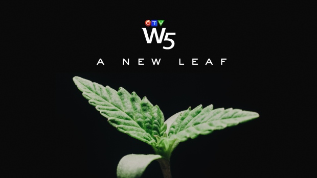 A New Leaf