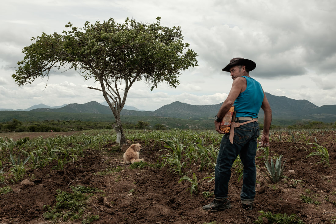 Agave: The Spirit of A Nation.