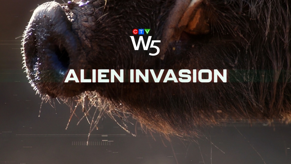 Alien Invasion: W5.