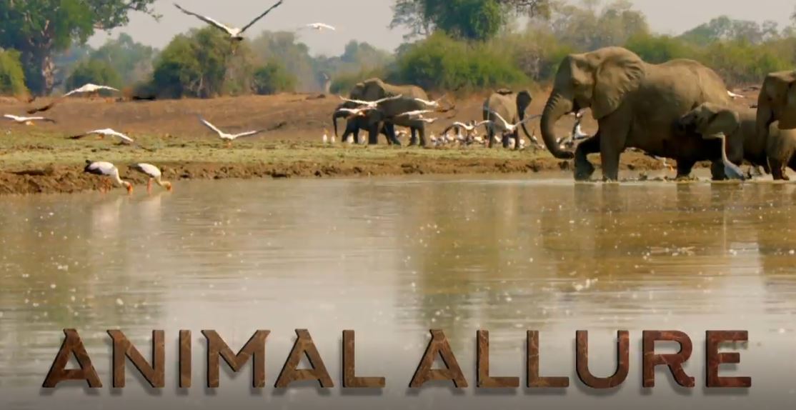 Animal Allure: Wild Survivors Series.