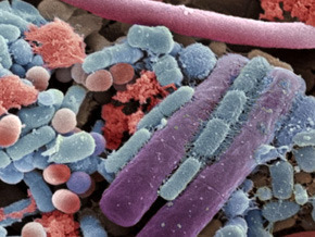 Bacterial World - Microbes That Rule Our World.