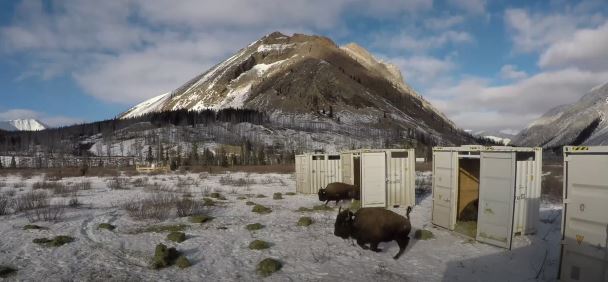 Banff National Park - Bison Return: Bison Return From the Edge of Extinction, Ep. 6.