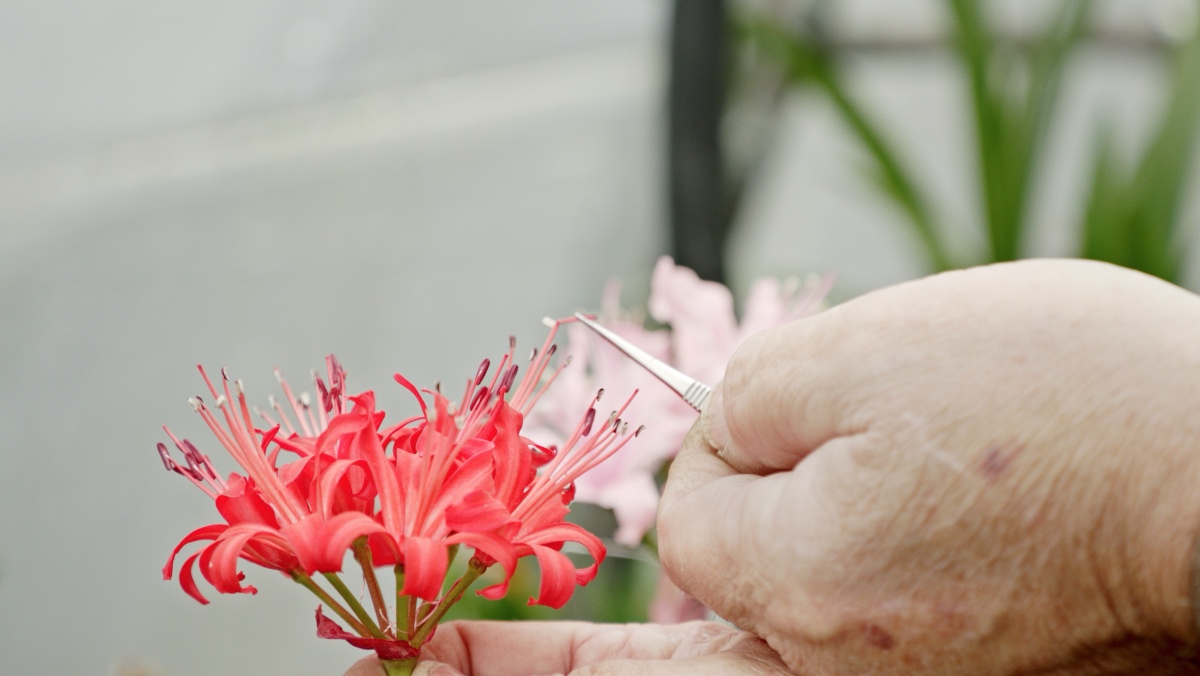 Beauty and Delight: Visionary Gardeners Series.