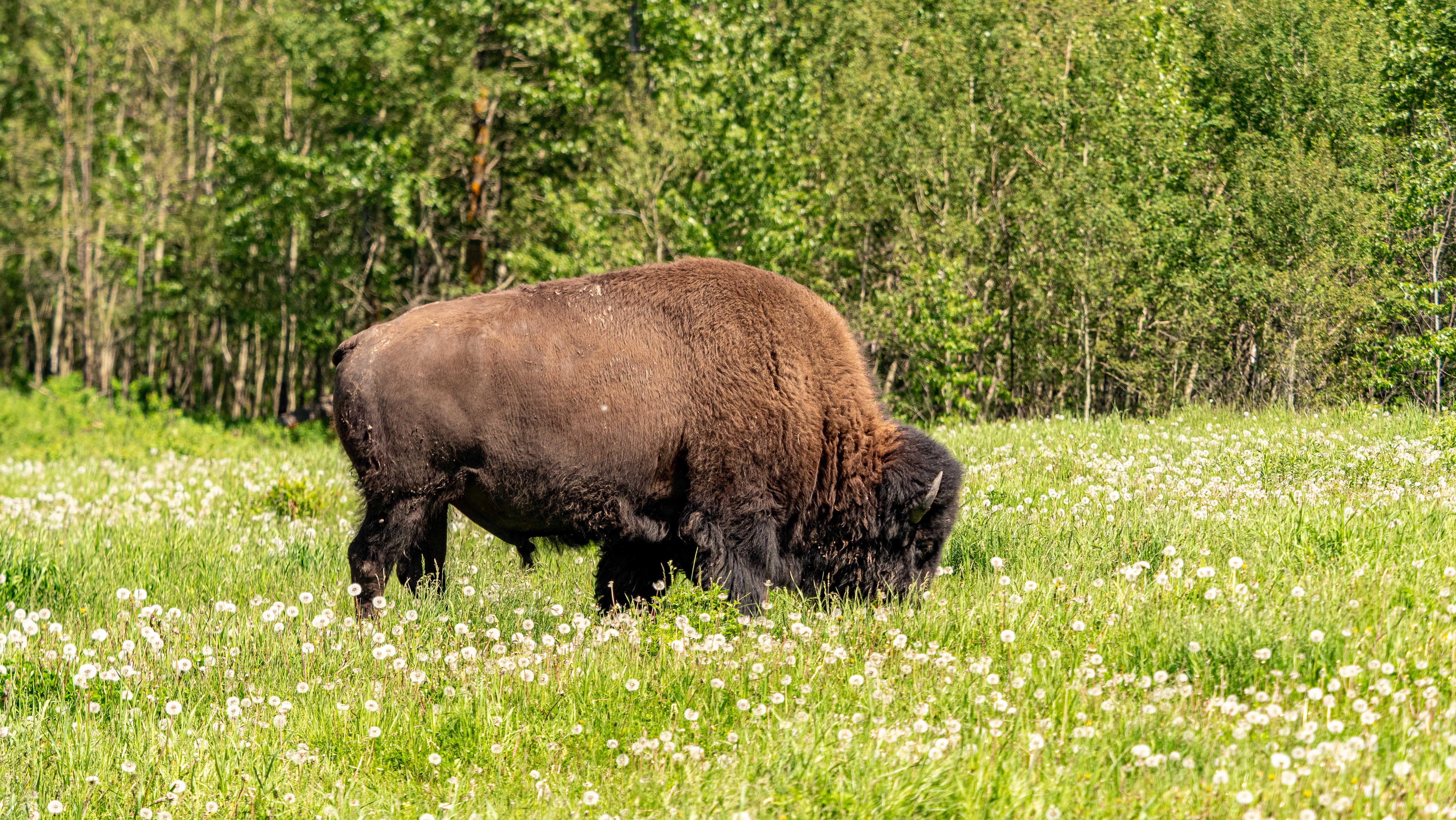 Beringia, the Beginning: Bison Return From the Edge of Extinction, Ep. 5.