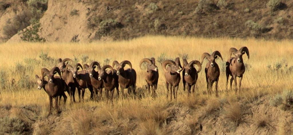 Bighorns at the Junction.