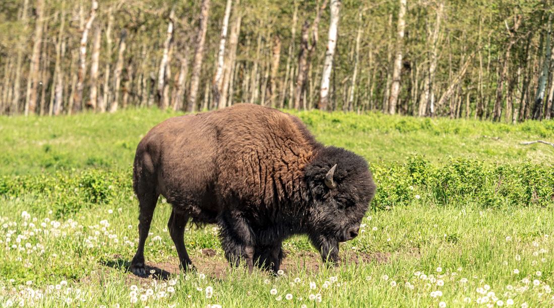 Bison or Buffalo?: Bison Return From the Edge of Extinction, Ep. 9.