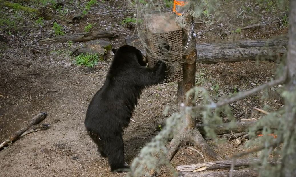 Black Bear Bow Hunt: Nation Untamed, Season 1, Ep. 9.