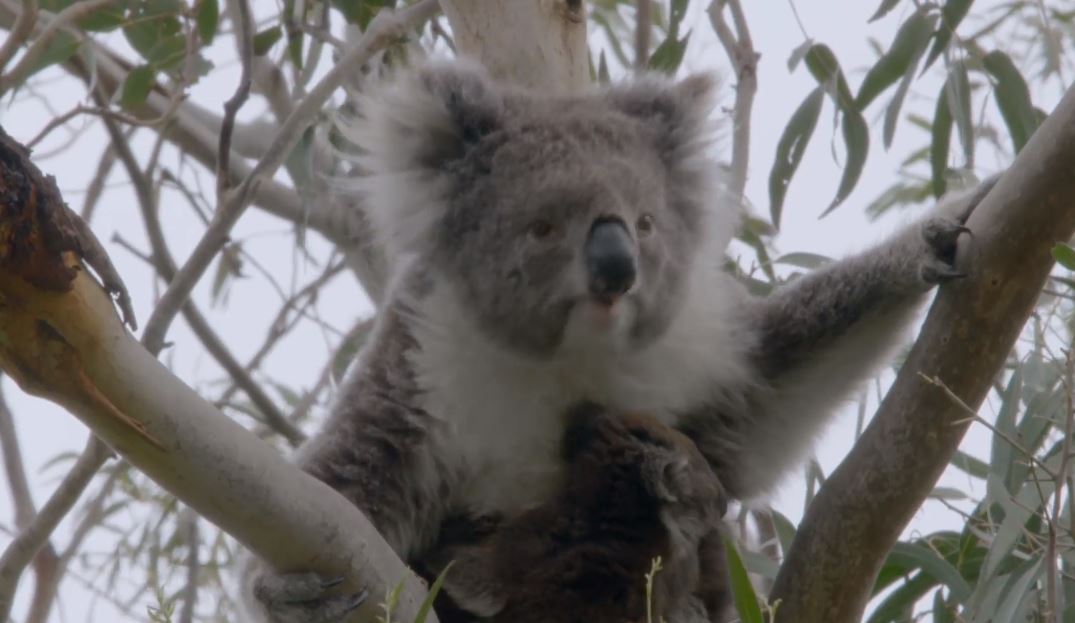 Breeding Season: Secret Life of the Koala Series.