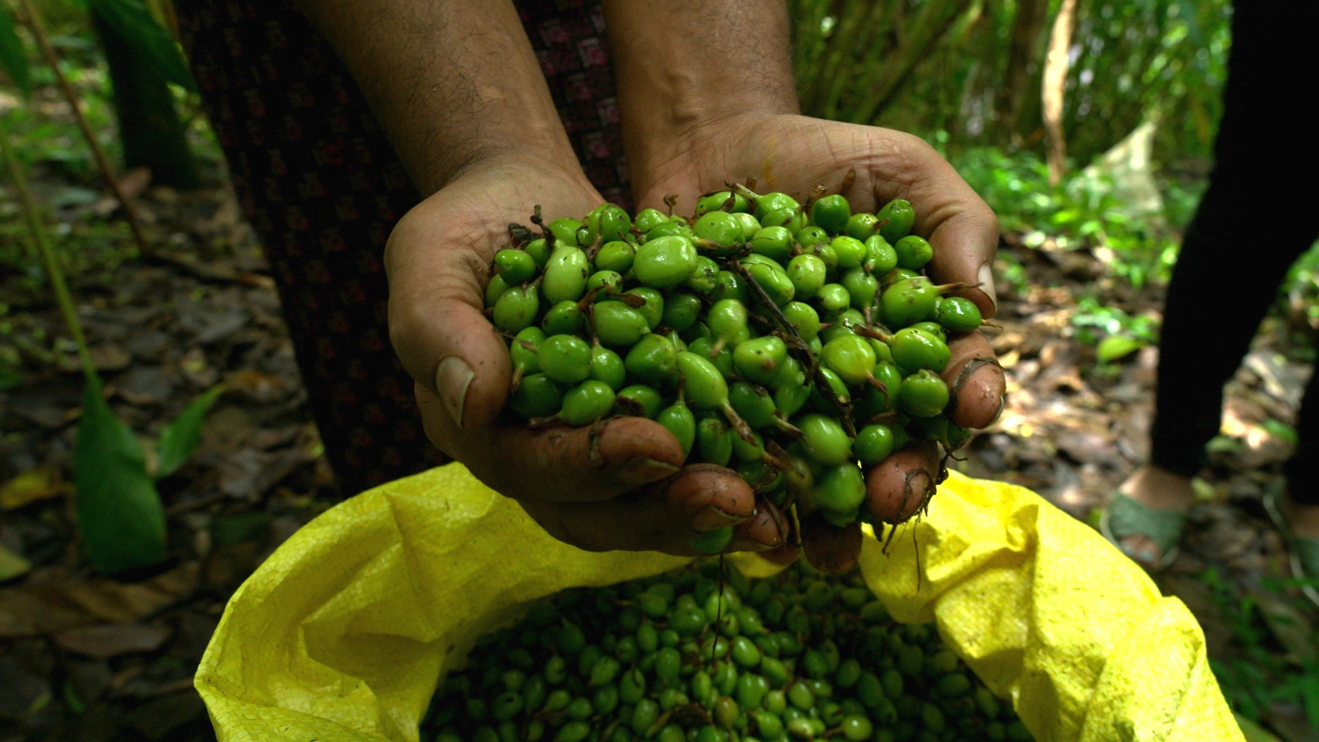 Cardamom from Kerala: The Magical World of Spices Series.