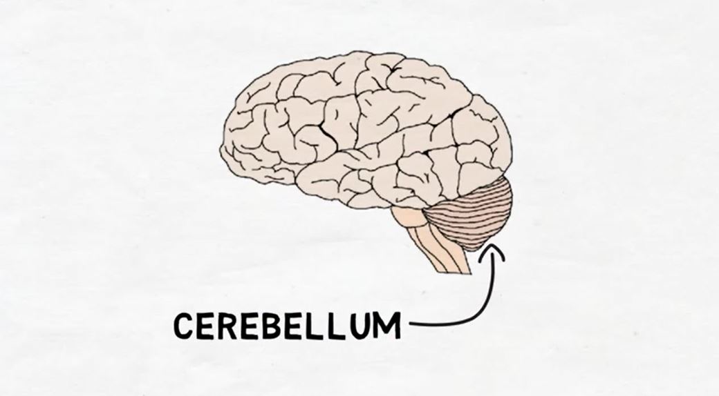 Cerebellum.