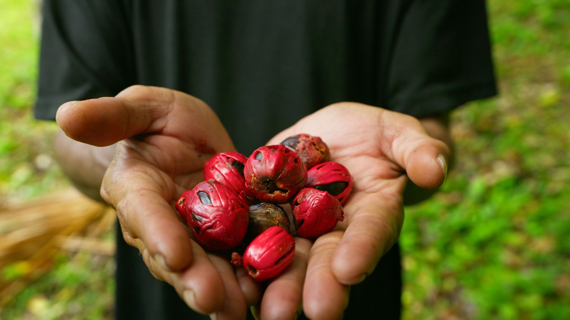 Cloves and Nutmeg from the Moluccas: The Magical World of Spices Series.