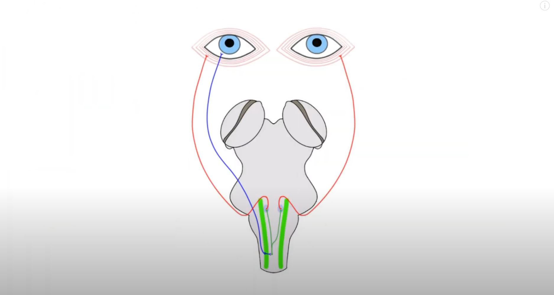 Corneal Reflex.