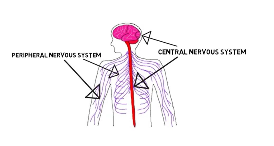 Divisions of the nervous system.