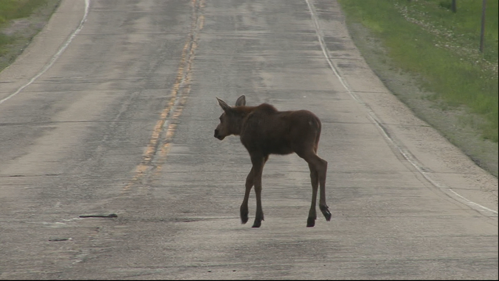 Doc Moose, Ep. 2.