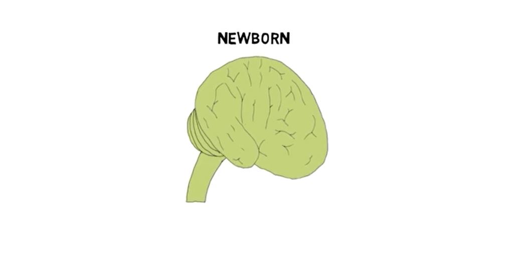 Early Neural Development.