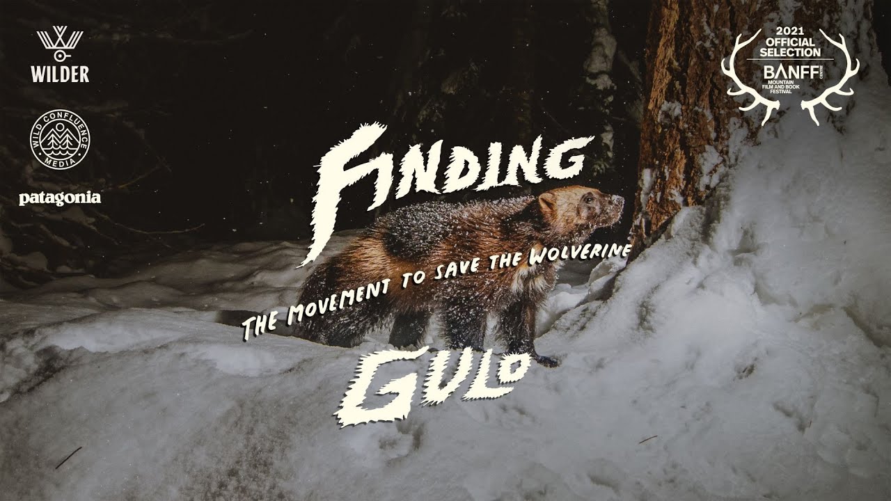 Finding Gulo.