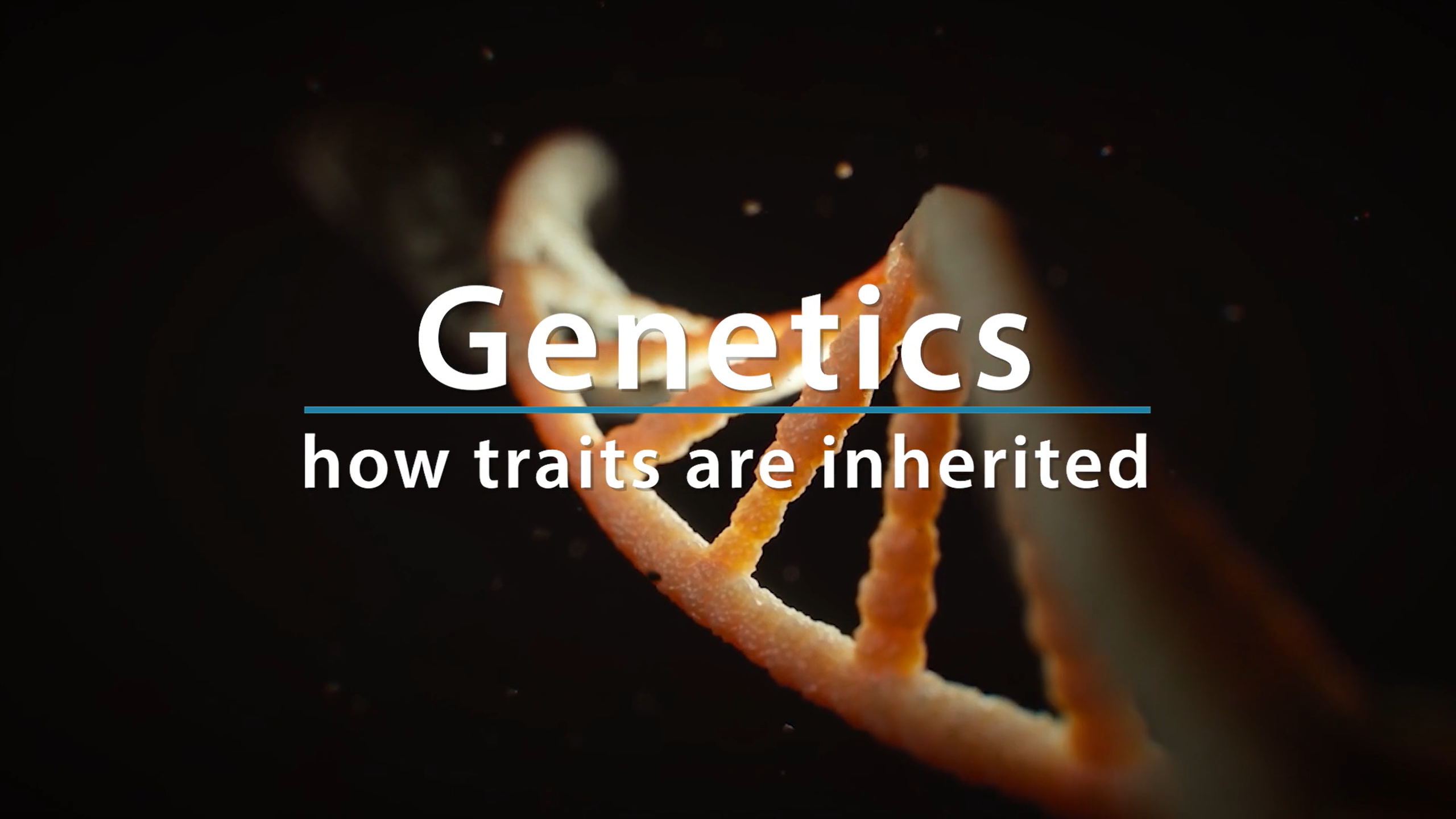 Genetics - How Traits Are Inherited.