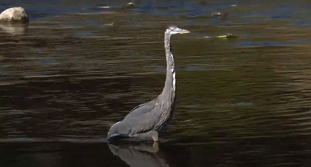 Helping Nature Heal: Restoration Planet Series, Season 1.