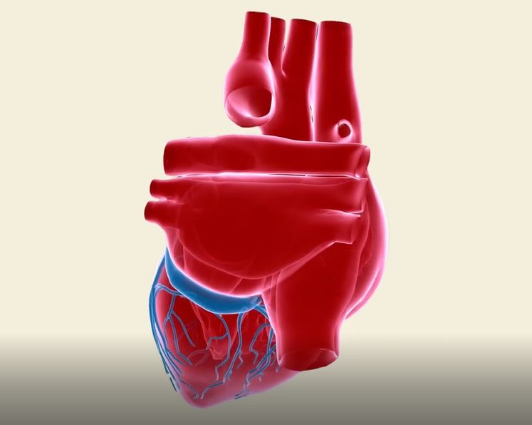 How Does the Circulatory System Work?: OUP Biology Series.