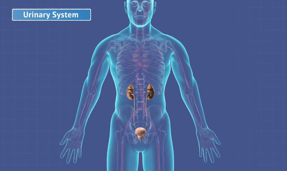 How Does the Urinary System Work? OUP Biology Series.