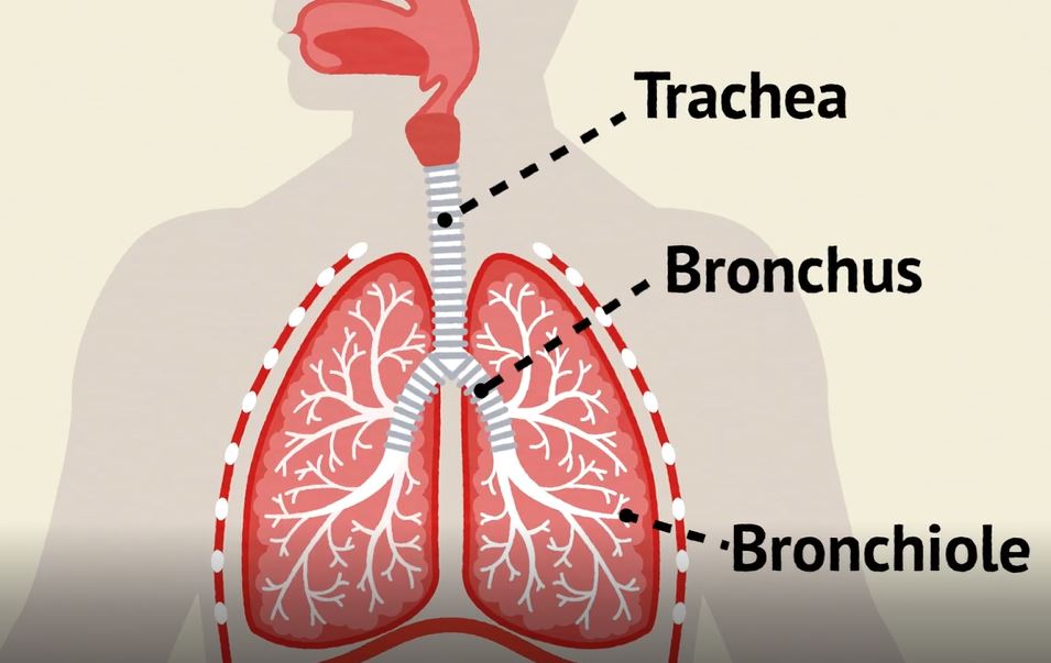 How is Gas Exchanged During Respiration?: OUP Biology Series.