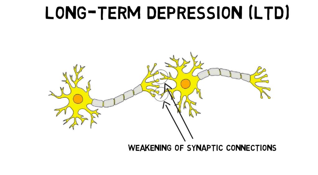 Long-Term Depression (LTD).