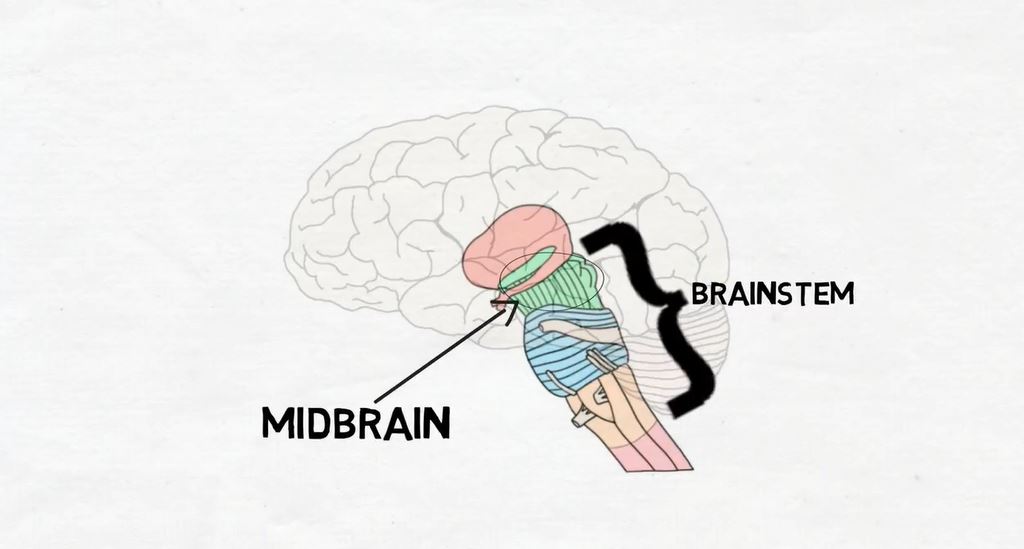 Midbrain.