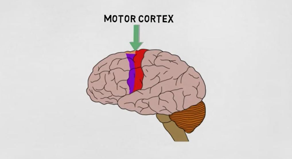 Motor Cortex.