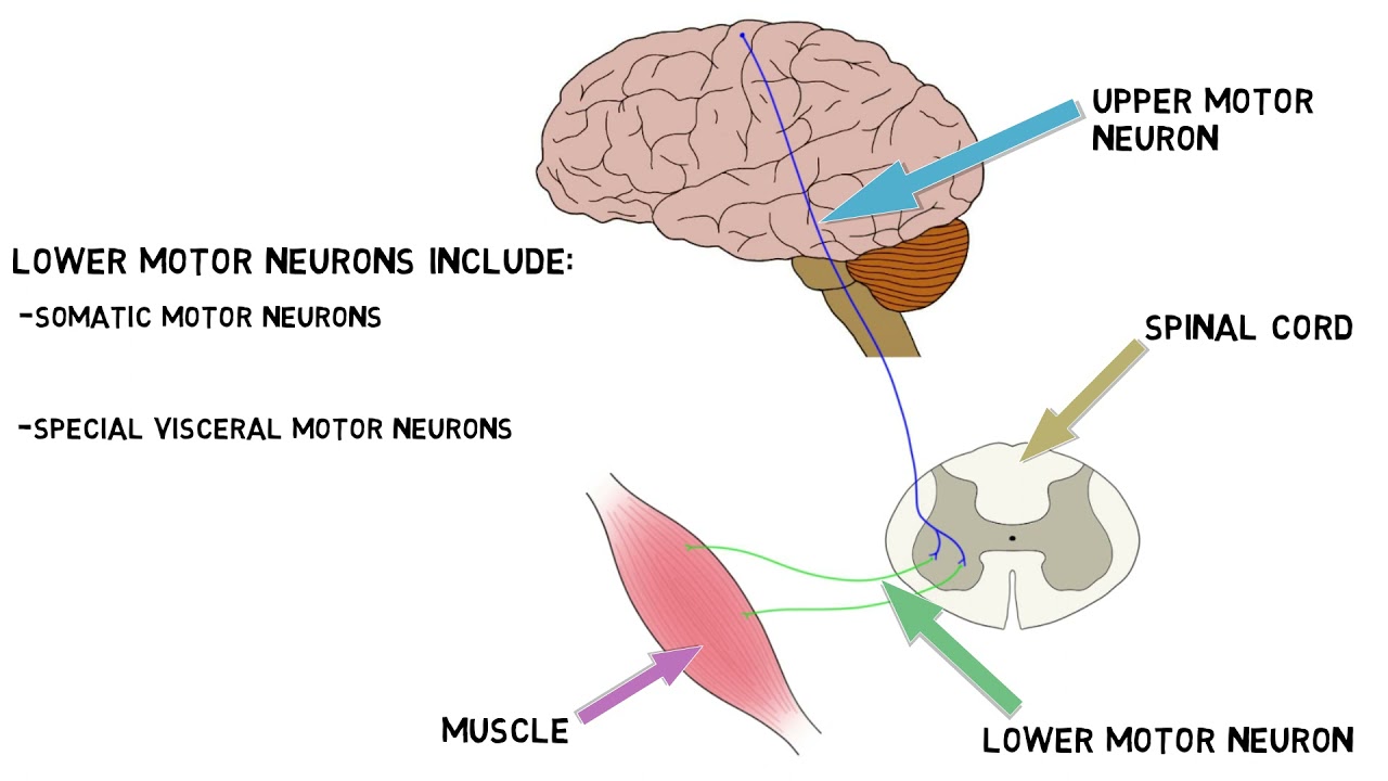 Motor Neurons.