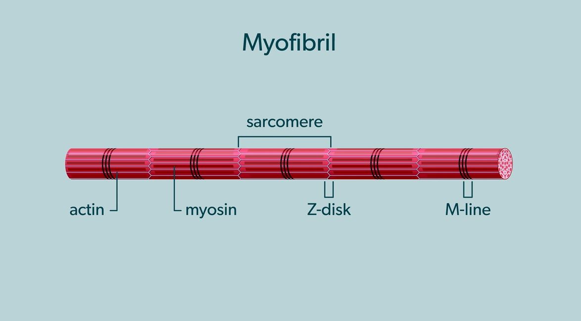 Muscle Contraction (IB): OUP Biology Series.