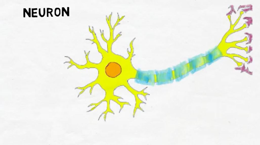 Neuron.