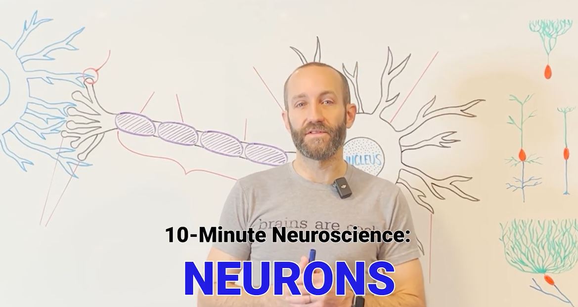 Neurons:10-Minute Neuroscience Series.