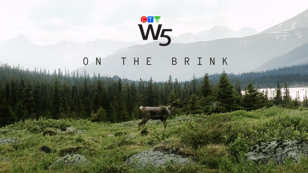 On the Brink (Caribou): W5.