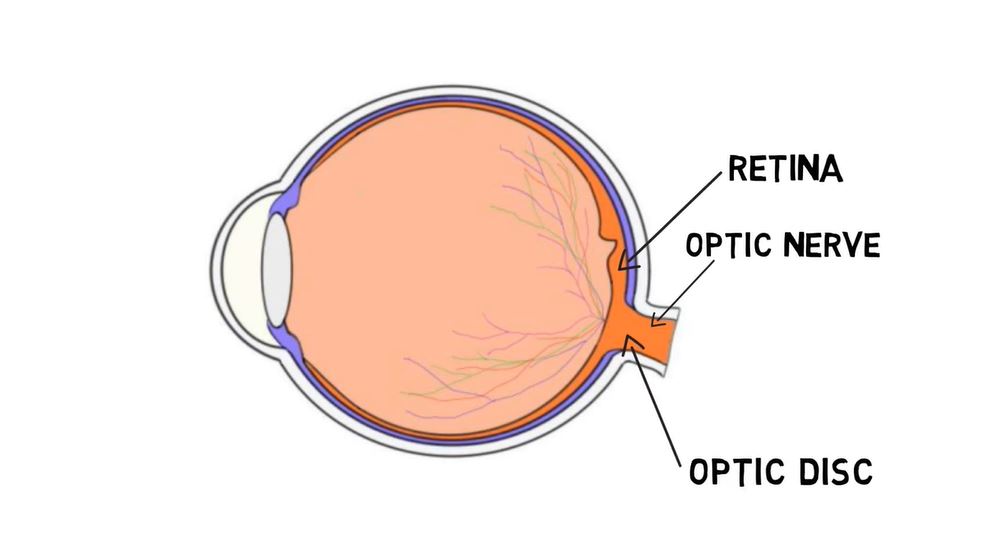 Optic Nerve (Cranial Nerve II).