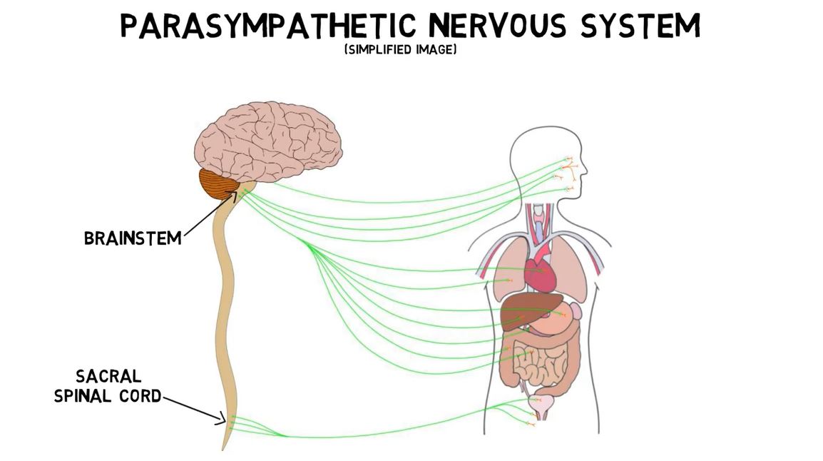 Parasympathetic Nervous System.