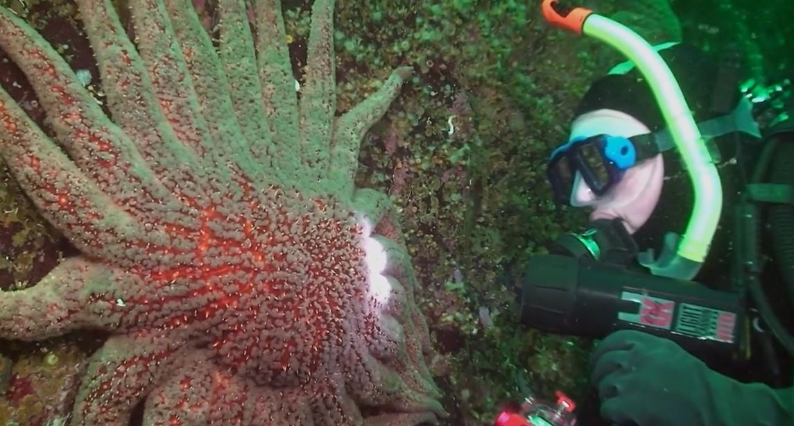 Peter Mieras - Scuba Diving and Wildlife Observation in British Columbia: Adventure Guides, Season 3.