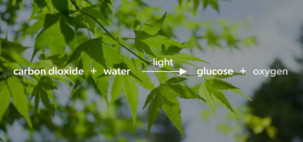 Photosynthesis (IB): OUP Biology Series.