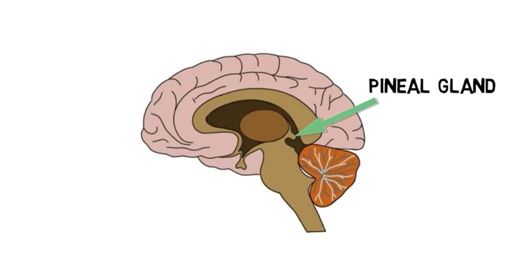 Pineal Gland.