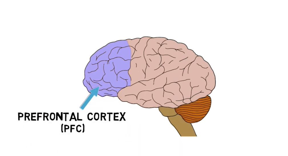 Prefrontal Cortex.