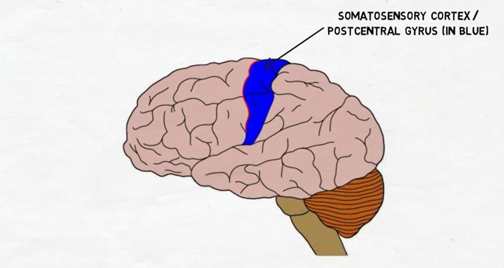 Primary Somatosensory Cortex.