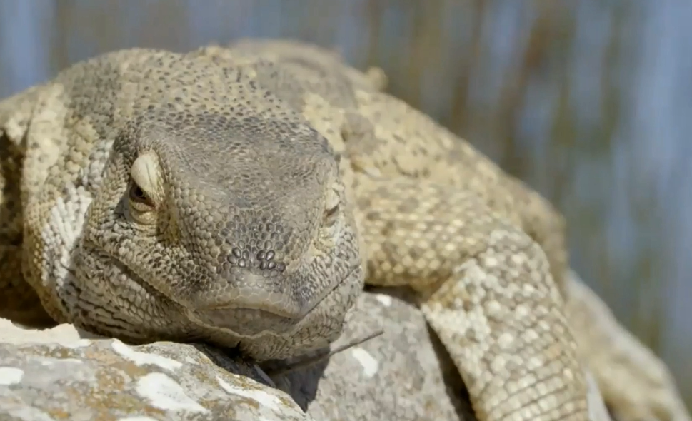 Remarkable Reptiles: Africa's Claws and Jaws Series, Ep. 4.