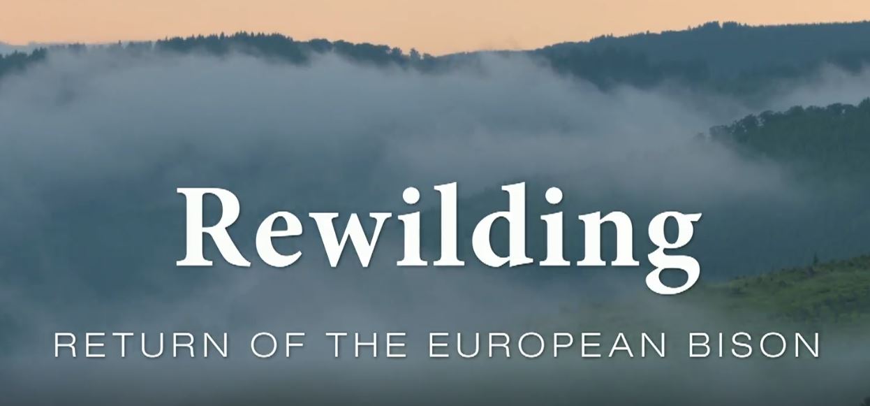 Return of the European Bison: Rewilding Series.