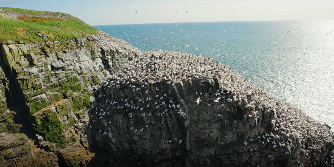 Seabird Rescue: Restoration Planet Series, Season 2.